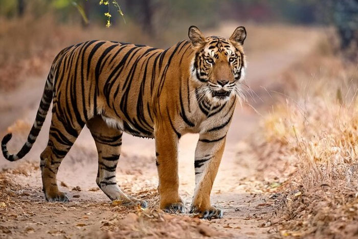 Golden Triangle Tour with Tiger Safari