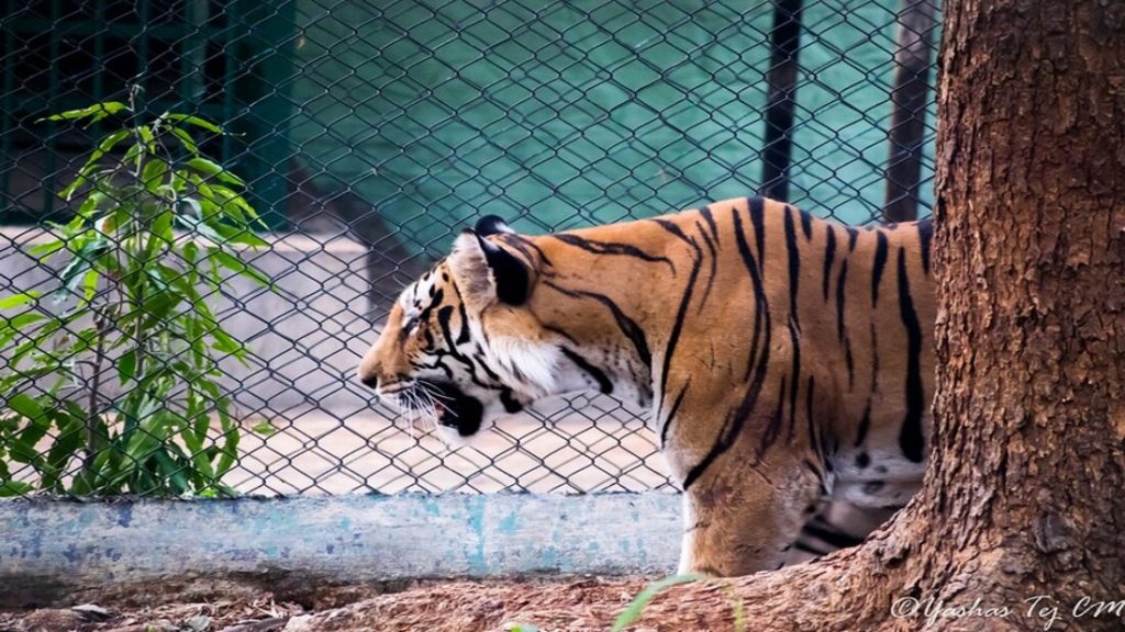 Golden Triangle Tour with Tiger Safari