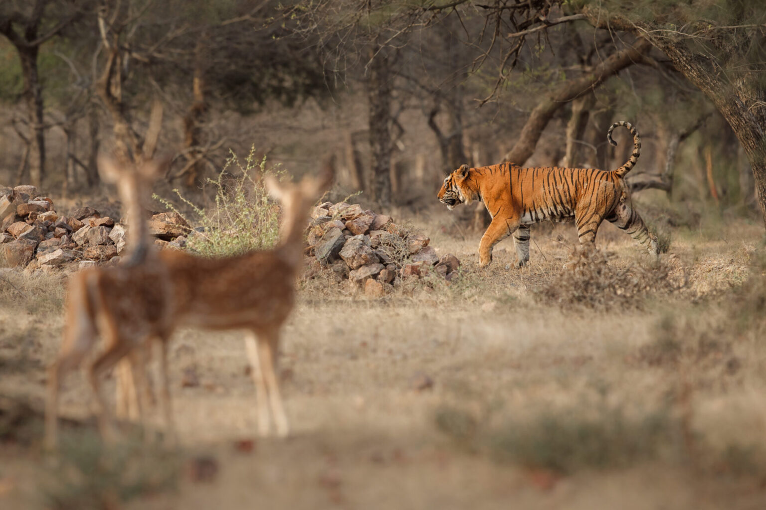 Ranthambore safari tour packages from Delhi